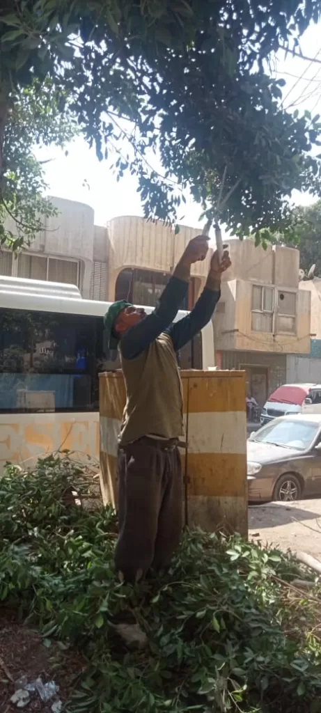 صوت المواطن مسموع: «العجوزة» تستجيب وتقلم أشجارًا متهالكة لحماية المارة 3 - جريدة الجمهورية WhatsApp Image 2024 09 30 at 5.49.43 PM - جريدة الجمهورية