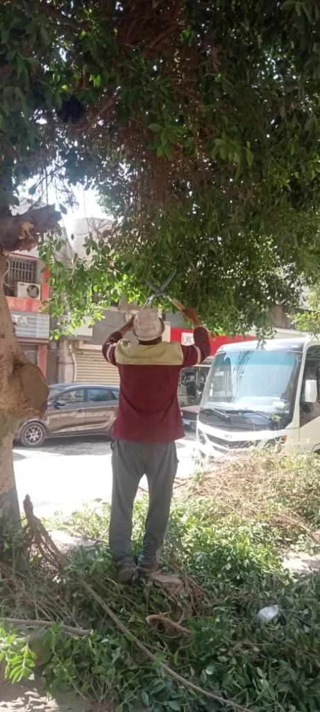 صوت المواطن مسموع: «العجوزة» تستجيب وتقلم أشجارًا متهالكة لحماية المارة 5 - جريدة الجمهورية WhatsApp Image 2024 09 30 at 5.49.44 PM 2 - جريدة الجمهورية