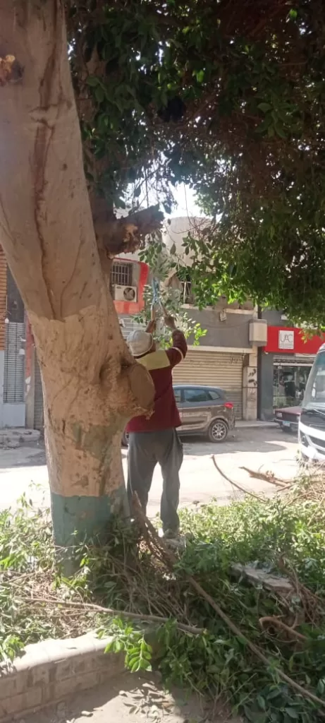 صوت المواطن مسموع: «العجوزة» تستجيب وتقلم أشجارًا متهالكة لحماية المارة 6 - جريدة الجمهورية WhatsApp Image 2024 09 30 at 5.49.44 PM 3 - جريدة الجمهورية