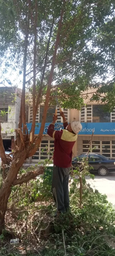 صوت المواطن مسموع: «العجوزة» تستجيب وتقلم أشجارًا متهالكة لحماية المارة 7 - جريدة الجمهورية WhatsApp Image 2024 09 30 at 5.49.44 PM 4 - جريدة الجمهورية