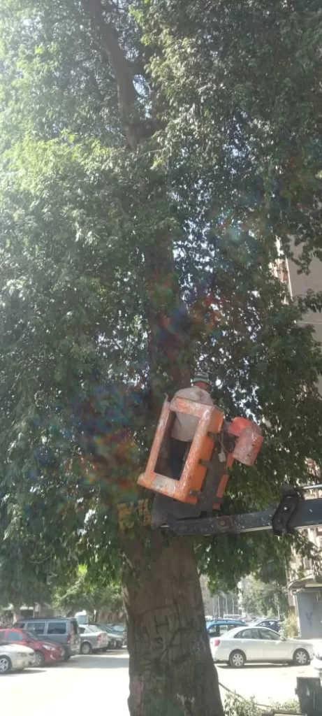 صوت المواطن مسموع: «العجوزة» تستجيب وتقلم أشجارًا متهالكة لحماية المارة 9 - جريدة الجمهورية WhatsApp Image 2024 09 30 at 5.51.03 PM - جريدة الجمهورية