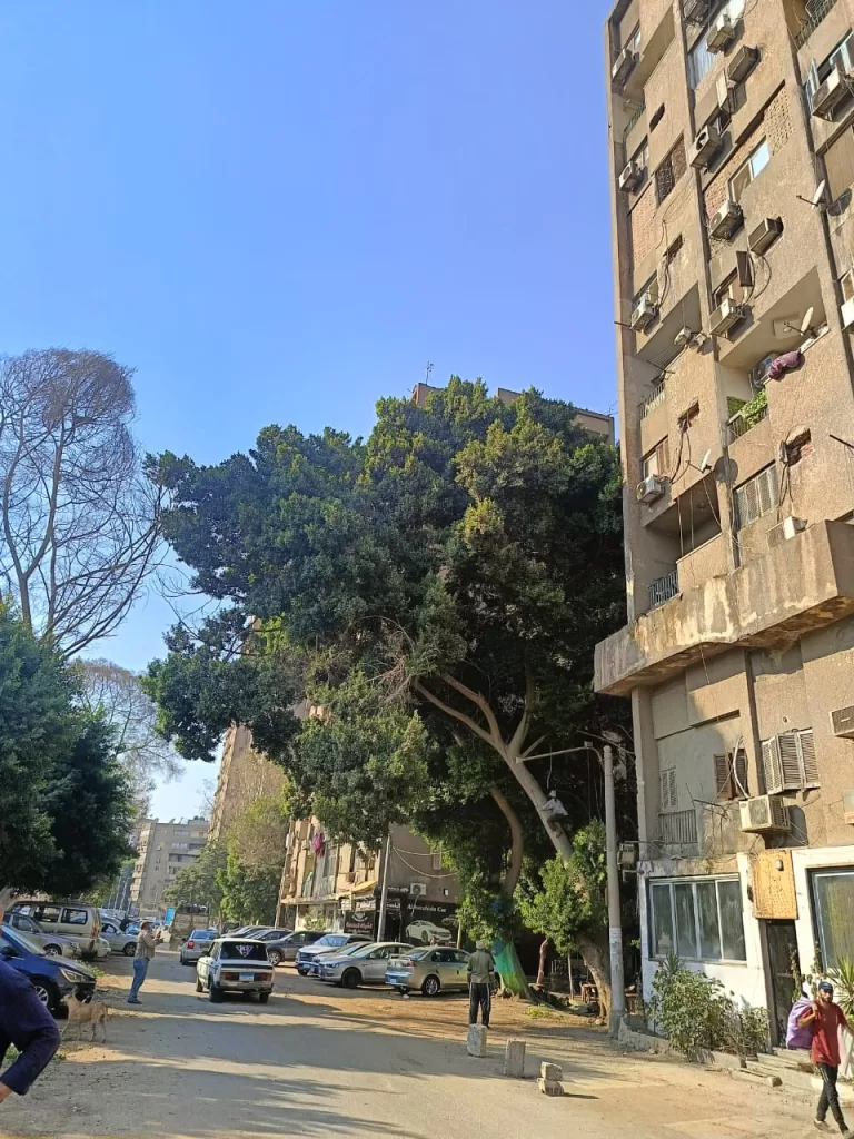 صوت المواطن مسموع: «العجوزة» تستجيب وتقلم أشجارًا متهالكة لحماية المارة 2 - جريدة الجمهورية WhatsApp Image 2024 09 30 at 5.51.04 PM - جريدة الجمهورية