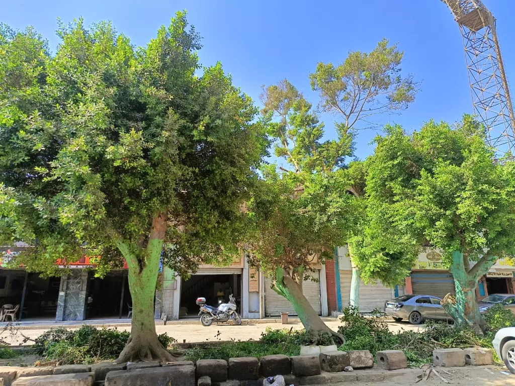 صوت المواطن مسموع: «العجوزة» تستجيب وتقلم أشجارًا متهالكة لحماية المارة 12 - جريدة الجمهورية WhatsApp Image 2024 09 30 at 5.51.49 PM 1 - جريدة الجمهورية