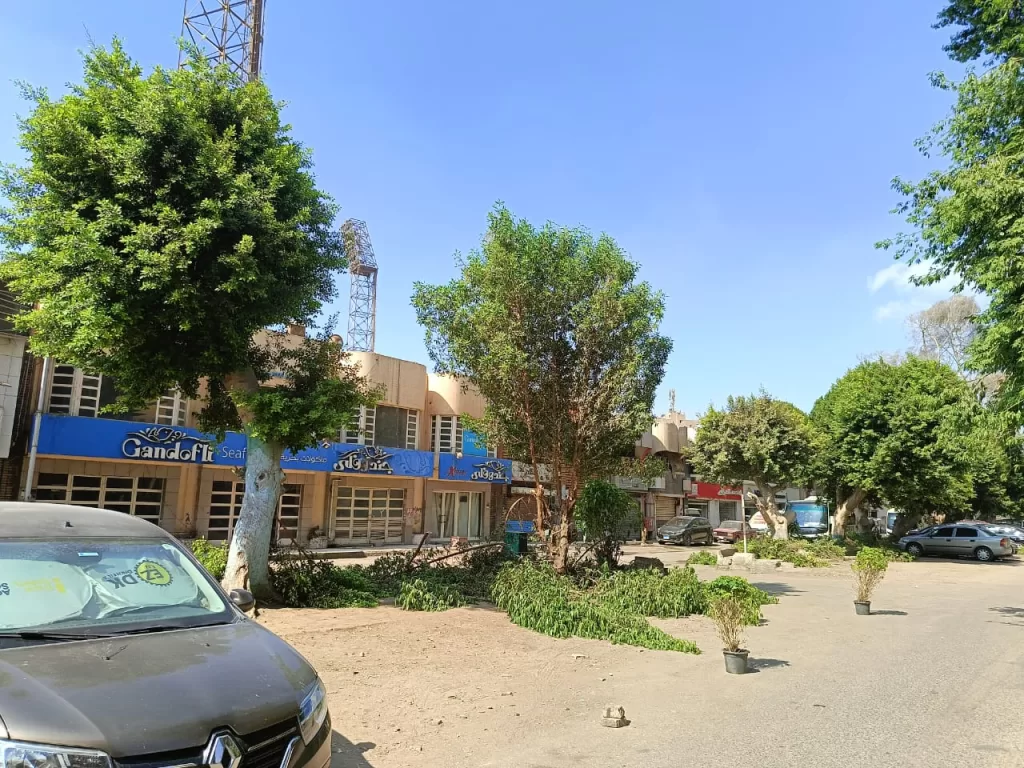 صوت المواطن مسموع: «العجوزة» تستجيب وتقلم أشجارًا متهالكة لحماية المارة 14 - جريدة الجمهورية WhatsApp Image 2024 09 30 at 5.51.49 PM - جريدة الجمهورية