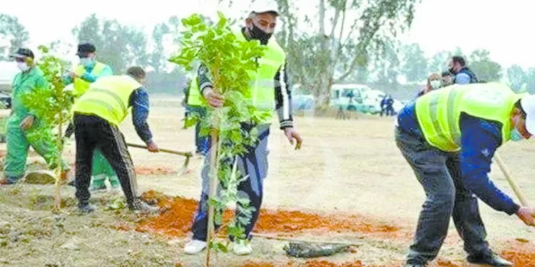 تسريع وتيرة تنفيذ مبادرة «100 مليون شجرة»