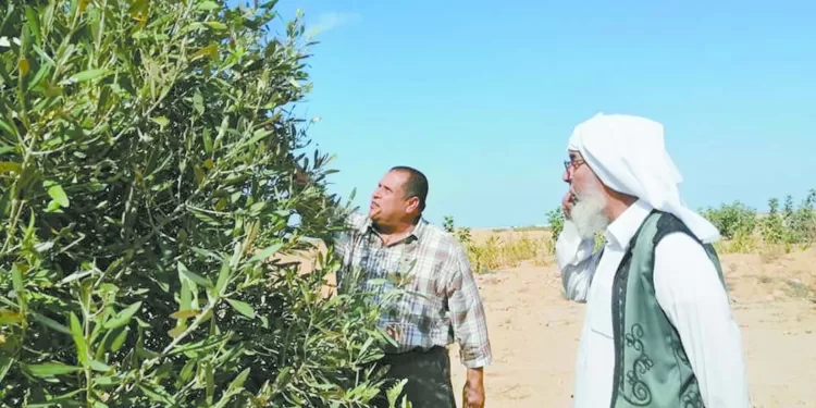 الزيتون.. ذهب مطروح الأخضر 1 - جريدة الجمهورية الزيتون.. ذهب مطروح الأخضر