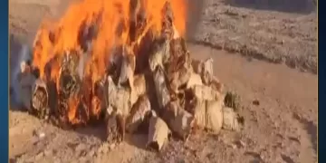 ضبط عصابة زراعة «البانجو» بالواحات..  بمضبوطات 6 ملايين جنيه