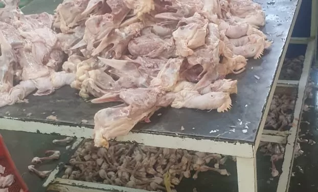 ضبط 7 أطنان من اللحوم والدواجن الفاسدة في الجيزة 1 - جريدة الجمهورية ضبط 7 أطنان من اللحوم والدواجن الفاسدة في الجيزة