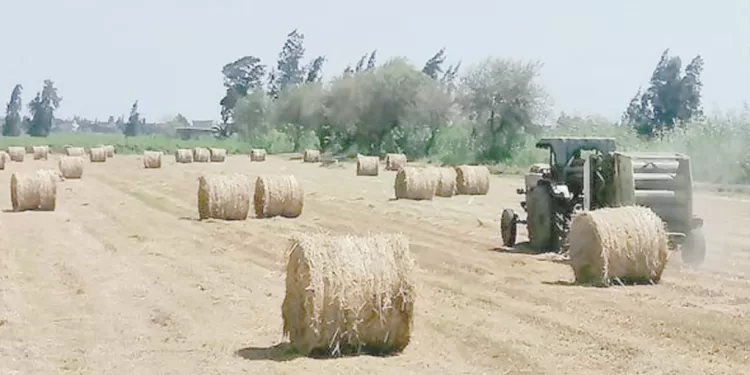 قش الأرز فى كفر الشيخ.. خير: مواقع تجميعه حولته إلى «سماد وعلف حيوانى» وحافظت على البيئة