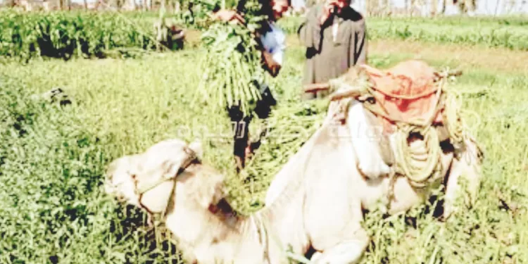 «الذهب الأخضر»: «جردو».. تصدر الملوخية والنباتات العطرية