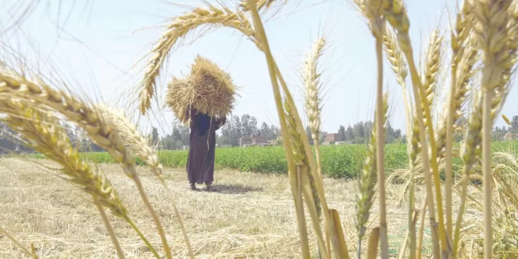 3.4 مليون فدان «ذهباً أصفر».. الموسم الجديد