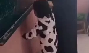القبض على مشرفة حضانة صاحبة مقطع فيديو التعدي على طفل بالضرب