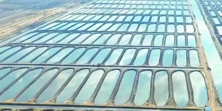 مصر.. تجنى الثمار 1 - جريدة الجمهورية مصر.. تجنى الثمار