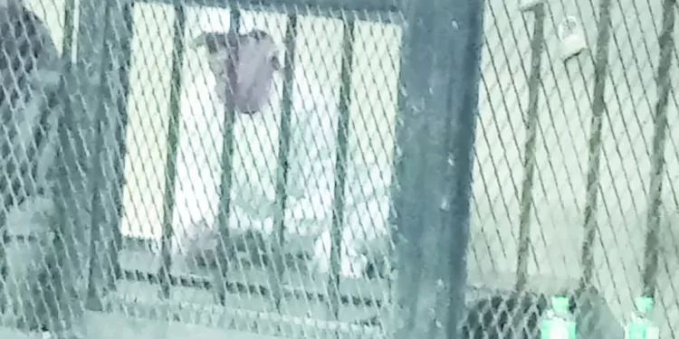 المشدد 3 سنوات لسعد الصغير وغرامة 30 ألف جنيه 1 - جريدة الجمهورية طلبات جوميز .. سرعة حسم صفقة إيجاريا.. و4 لاعبين فى الميركاتو