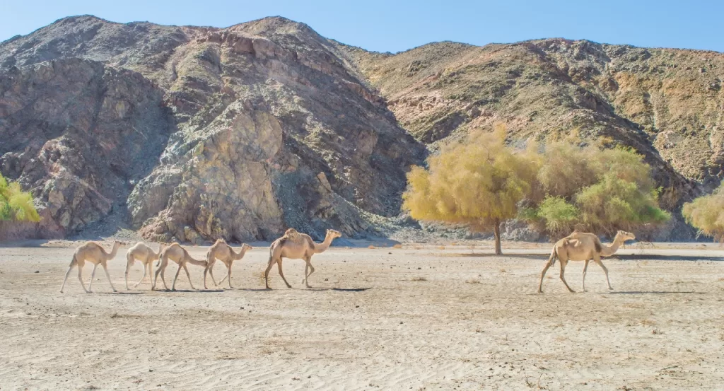 فوز استثنائي: غرب سهيل وأبو غصون تكتسحان جائزة الأمم المتحدة للسياحة الريفية 11 | جريدة الجمهورية