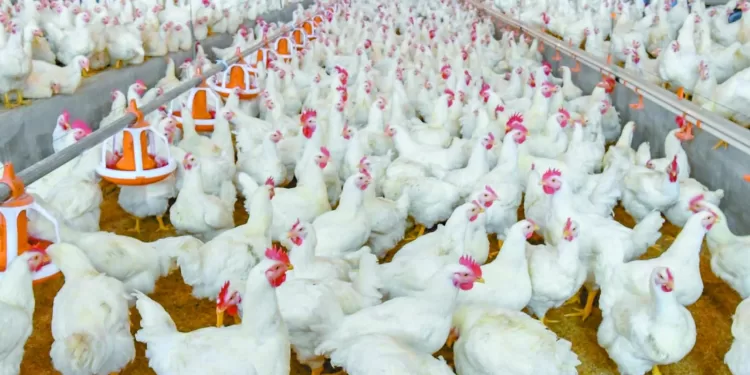 الأعلاف بمعايير قياسية: تيسير إجراءات مشروعات الثروة الحيوانية والداجنة