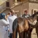 محافظ الدقهلية يتابع أعمال القافلة البيطرية المجانية لـ 500 مربي للثروة الحيوانية بقرية أويش الحجر