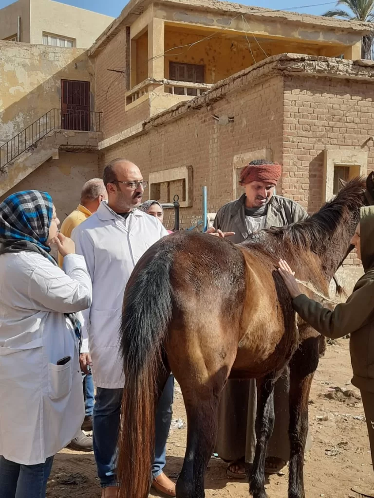 محافظ الدقهلية يتابع أعمال القافلة البيطرية المجانية لـ 500 مربي للثروة الحيوانية بقرية أويش الحجر 20 | جريدة الجمهورية