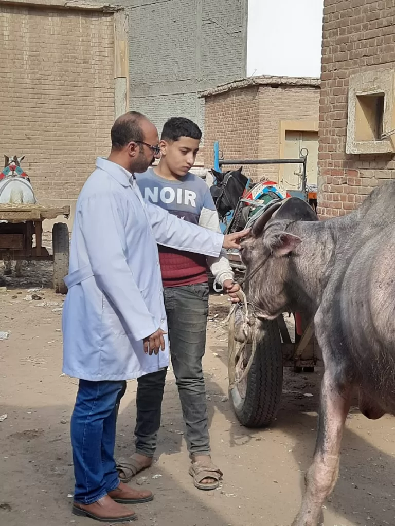 محافظ الدقهلية يتابع أعمال القافلة البيطرية المجانية لـ 500 مربي للثروة الحيوانية بقرية أويش الحجر 12 | جريدة الجمهورية