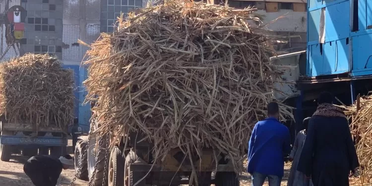 التموين تخصص 23 مليار جنيه لشراء 6 ملايين طن قصب سكر من المزارعين 1 - جريدة الجمهورية التموين تخصص 23 مليار جنيه لشراء 6 ملايين طن قصب سكر من المزارعين