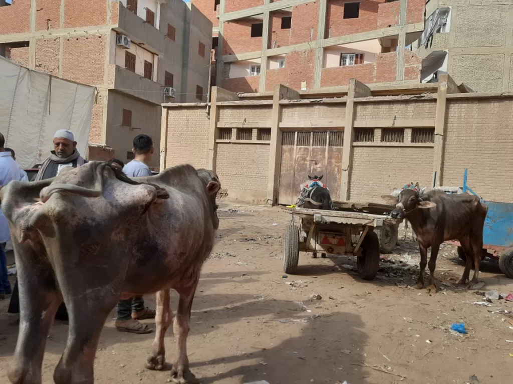 محافظ الدقهلية يتابع أعمال القافلة البيطرية المجانية لـ 500 مربي للثروة الحيوانية بقرية أويش الحجر 16 | جريدة الجمهورية