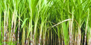 الأستاذ والتلميذ ..قمة مصرية محتملة ..  حال تعاقد الأبيض مع السويسرى