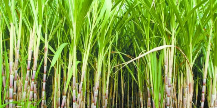 الأستاذ والتلميذ ..قمة مصرية محتملة ..  حال تعاقد الأبيض مع السويسرى