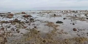 علماء يحذرون من تداعيات انحسار مياه البحر في دهب