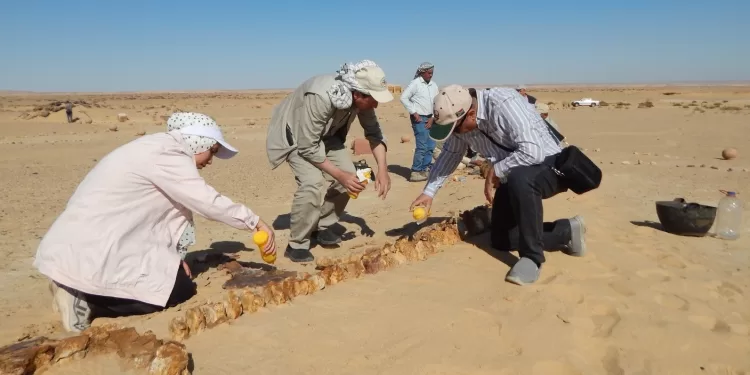 «قارون» تتزين بالطرق الخضراء.. و«الدبابية» على الخريطة السياحية