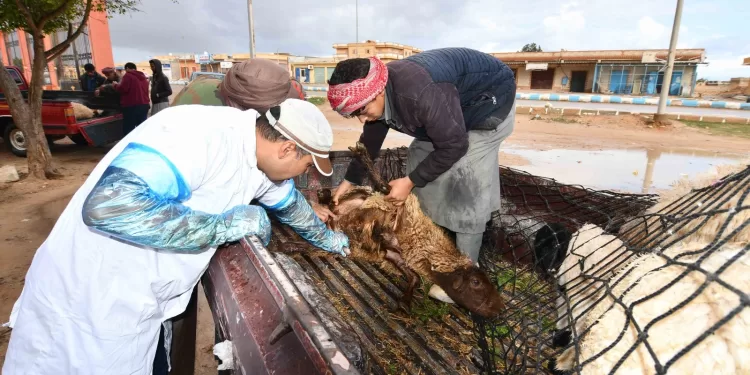 قافلة بيطرية مجانية تساهم في حماية الثروة الحيوانية في النجيلة بمطروح