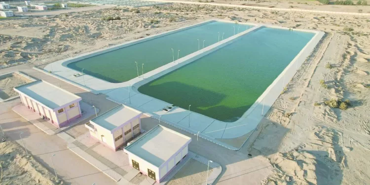 جدل «زملكاوى» جروس يطالب بإنهاء أزمة المستحقات