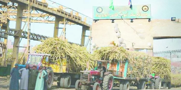 عودة سكر «أبوقرقاص» 1 - جريدة الجمهورية جدل «زملكاوى» جروس يطالب بإنهاء أزمة المستحقات