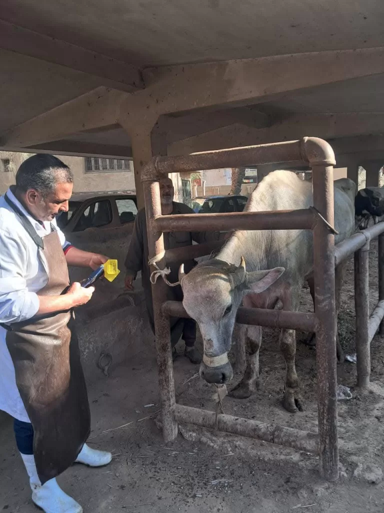 فحص أكثر من ٤٦٥ ألف رأس ماشية وطيور بمبادرة «بداية» بالدقهلية 22 | جريدة الجمهورية