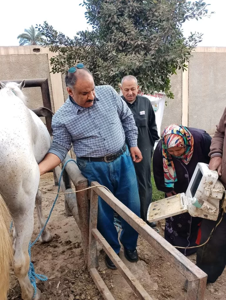 فحص أكثر من ٤٦٥ ألف رأس ماشية وطيور بمبادرة «بداية» بالدقهلية 42 | جريدة الجمهورية