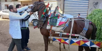 فحص أكثر من ٤٦٥ ألف رأس ماشية وطيور بمبادرة «بداية» بالدقهلية