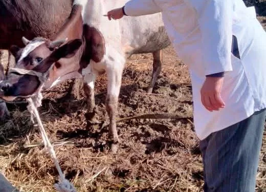 تحصين 772 ألف و626 رأس ماشية ضد الحمى القلاعية والوادي المتصدع بالشرقية 1 - جريدة الجمهورية تحصين 772 ألف و626 رأس ماشية ضد الحمى القلاعية والوادي المتصدع بالشرقية