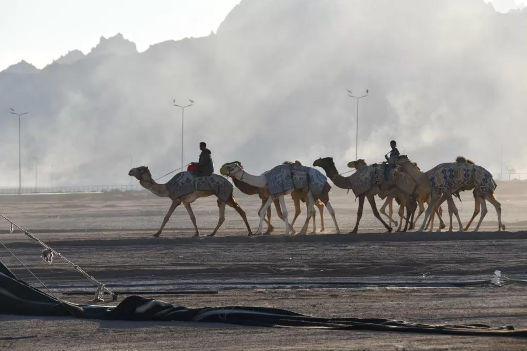 شرم الشيخ تستعد لاستقبال نخبة من المشاركين في مهرجان الهجن والتراث العربي 4 | جريدة الجمهورية