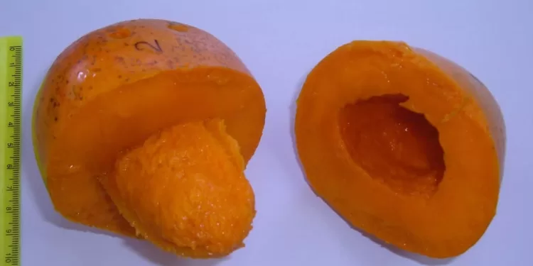 د. أحمد حسن يقود مرحلة جديدة من الابتكار في المتاحف والمعارض الزراعية