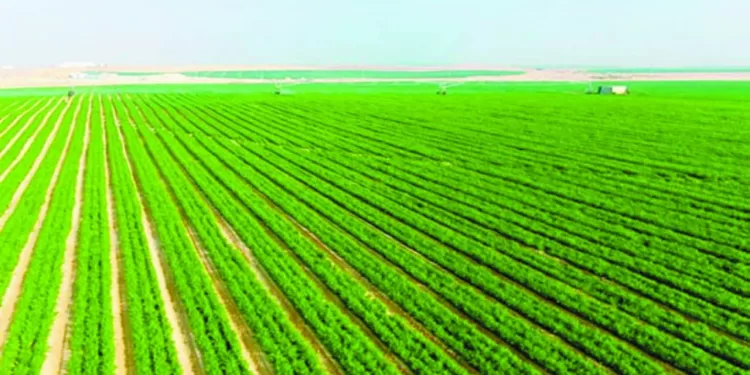 الأمن الغذائى.. ليس حلمًا بل حقيقة