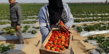 الشرقية تتزين بـ«بلؤلؤ الفراولة»: مشروع زراعي جديد على مساحة 50 فدانًا بالصالحية الجديدة