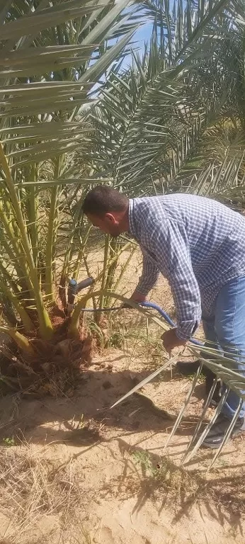 مبادرات مكثفة من وزارة الزراعة لتطوير القطاع الزراعي في مطروح 4 | جريدة الجمهورية