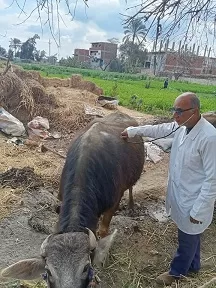 جامعة الزقازيق تُطلق قافلة بيطرية مجانية لعلاج الثروة الحيوانية والداجنة بقرية أولاد سيف 2 | جريدة الجمهورية