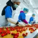 الصادرات الغذائية تتجاوز التوقعات لتسجل 6.1 مليار دولار في 2024 بزيادة 300 مليون دولار 8 - جريدة الجمهورية الصادرات الغذائية تتجاوز التوقعات لتسجل 6.1 مليار دولار في 2024 بزيادة 300 مليون دولار