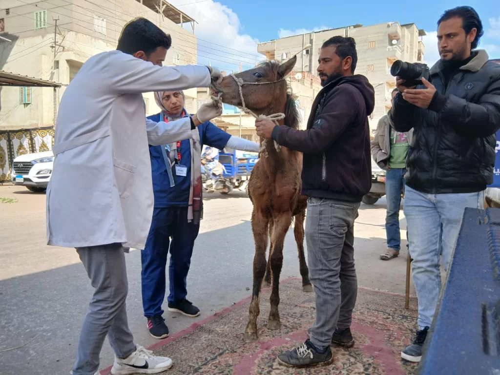 500 مواطن يستفيدون من القافلة الصحية والبيطرية المجانية بالدقهلية 26 | جريدة الجمهورية