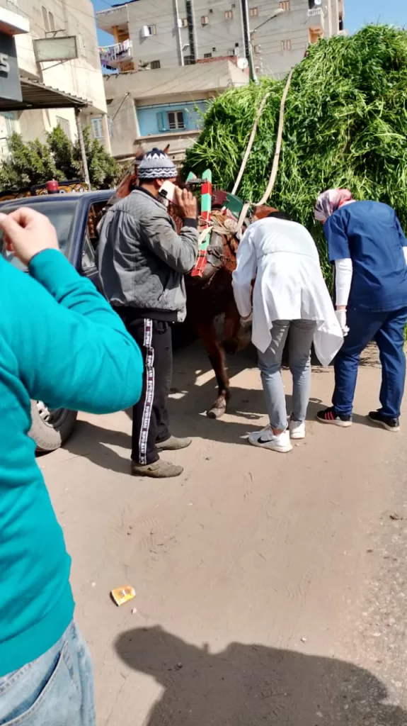 500 مواطن يستفيدون من القافلة الصحية والبيطرية المجانية بالدقهلية 30 | جريدة الجمهورية