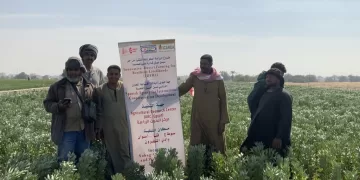 معهد بحوث المحاصيل الحقلية يُطلق مبادرات إرشادية جديدة لدعم المزارعين في الشتاء