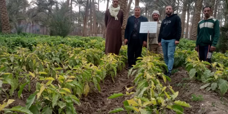 المركزي للزراعة العضوية يُدشن أولي التجارب الحقلية لتقييم فاعلية المبيدات الحيوية في مكافحة النيماتودا