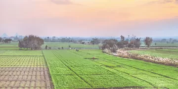 الاكتفاء الزراعى.. يحمى المصريين