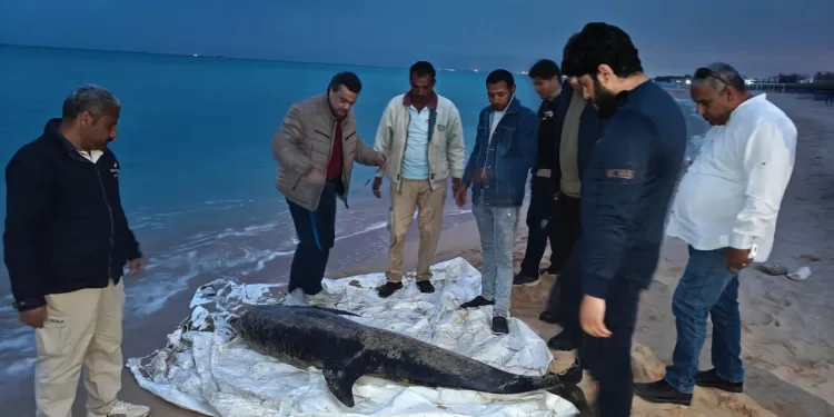 العثور على دولفين نافق ونقله لتحنيطه بمعهد علوم البحار والمصايد بالسويس 1 - جريدة الجمهورية العثور على دولفين نافق ونقله لتحنيطه بمعهد علوم البحار والمصايد بالسويس
