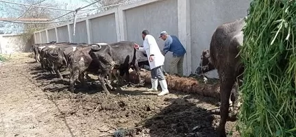 حملة ناجحة في الشرقية: تحصين أكثر من 451 ألف رأس ماشية ضد «الحمى القلاعية» و«الوادي المتصدع» 2 - جريدة الجمهورية 1 256 - جريدة الجمهورية